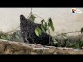 27 Moon Bears Finally Leave Their Cages Forever | The Dodo