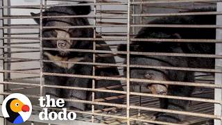 27 Moon Bears Finally Leave Their Cages Forever | The Dodo