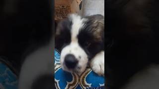 "bas ek sip"😂Oreo the Saint Bernard dog #pets #petlover #viralvideo #animals #doglove #puppy #shots