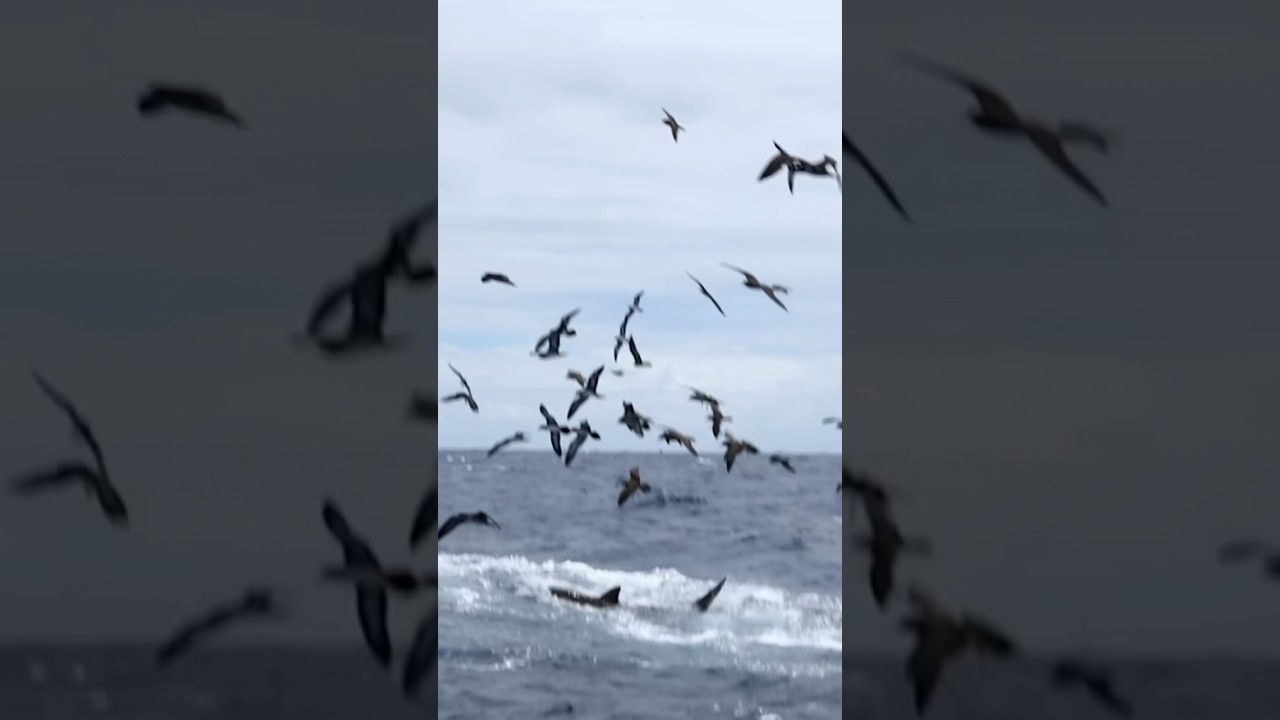 What type of shark is this?! 