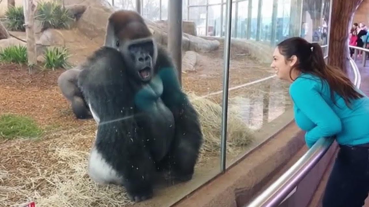 When Monkeys Act More Human Than Humans 😂🐒