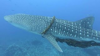Family Of Divers Rescue Whale Shark From Fishing Rope