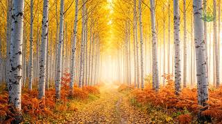 (No Ads) Autumn Peace & Healing 🍁 Gentle Music to Relax Your Mind, Body & Soul