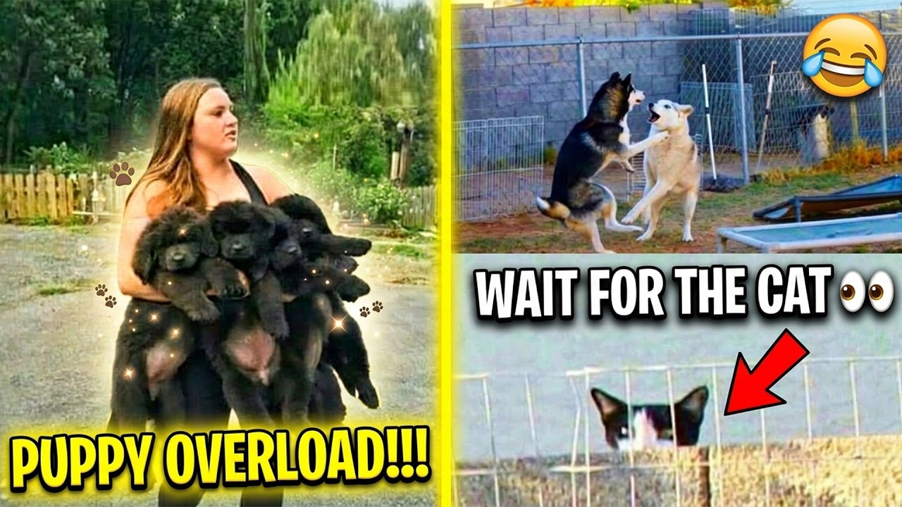 The Funniest Animal Memes That Will Instantly Make Your Day Better!