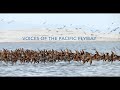 Voices of the pacific flyway