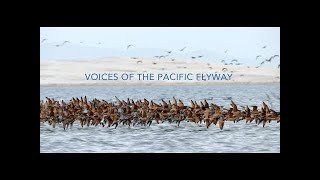 Voices of the Pacific Flyway