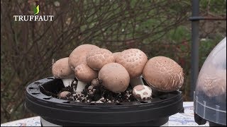 Kit champignons à faire pousser – L'avant gardiste