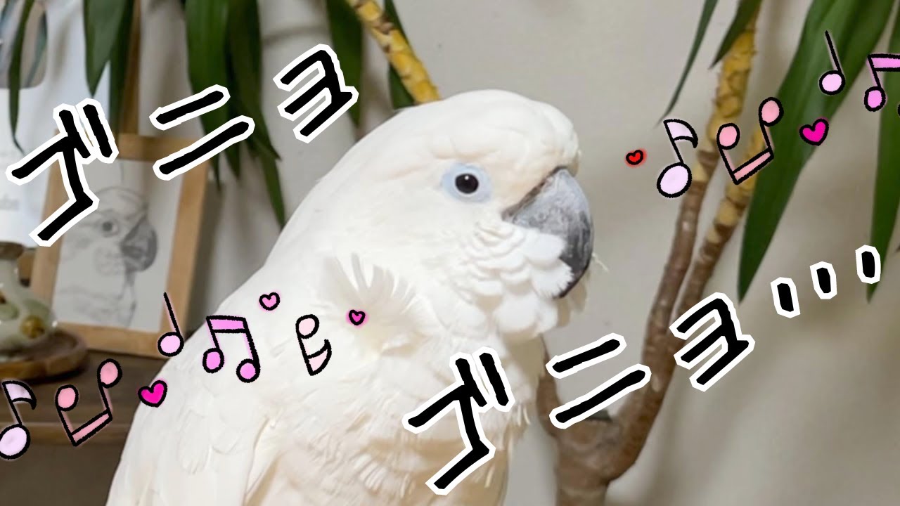 When the parrot senses the joyful atmosphere of humans, it can't