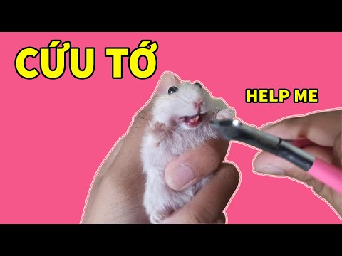 Video: Làm Thế Nào để Giữ Cho Răng Hamster Khỏe Mạnh