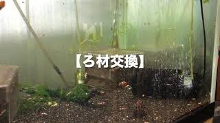 ロカボーイろ材交換 ロカボーイ 濾過ボーイ ローキーズ札幌 Youtube
