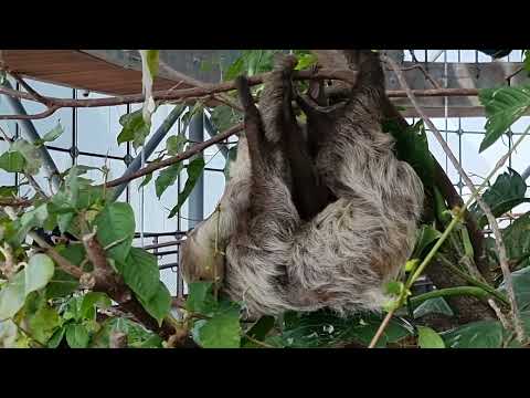 Linne's two-toed sloth