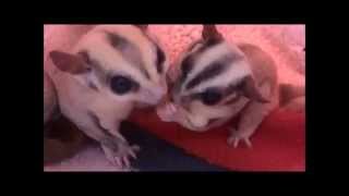 A Sugar Glider Family Checkup and a New Joey!