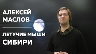 картинка: Летучие мыши Сибири и где они обитают — Алексей Маслов