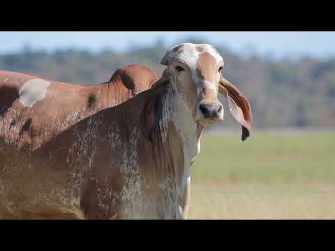 LOTE 20 – CAL15043 UCRANIA FIV CAL