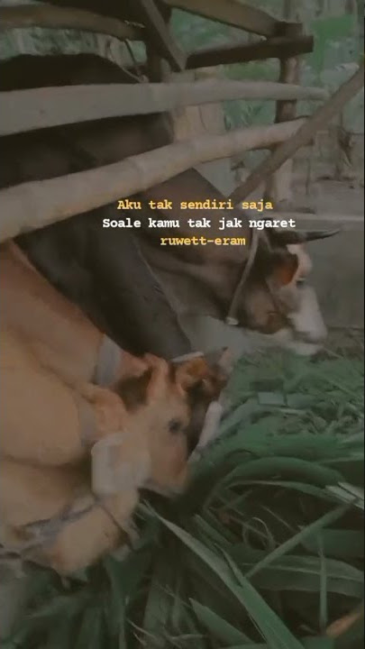 Story'wa Ngaret 30Detik |||MENTAHAN TUKANG NGARIT