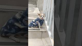 Chihuahua com roupa de frio #shorts