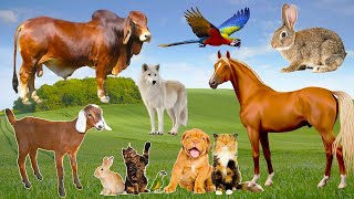 Cute little animals - Dog, cat, chicken, elephant, cow, tortoise - Animal sounds