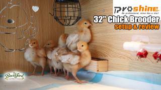 32” Chick Brooder Review | Easy Setup for Up to 30 Chicks (Worth It?)