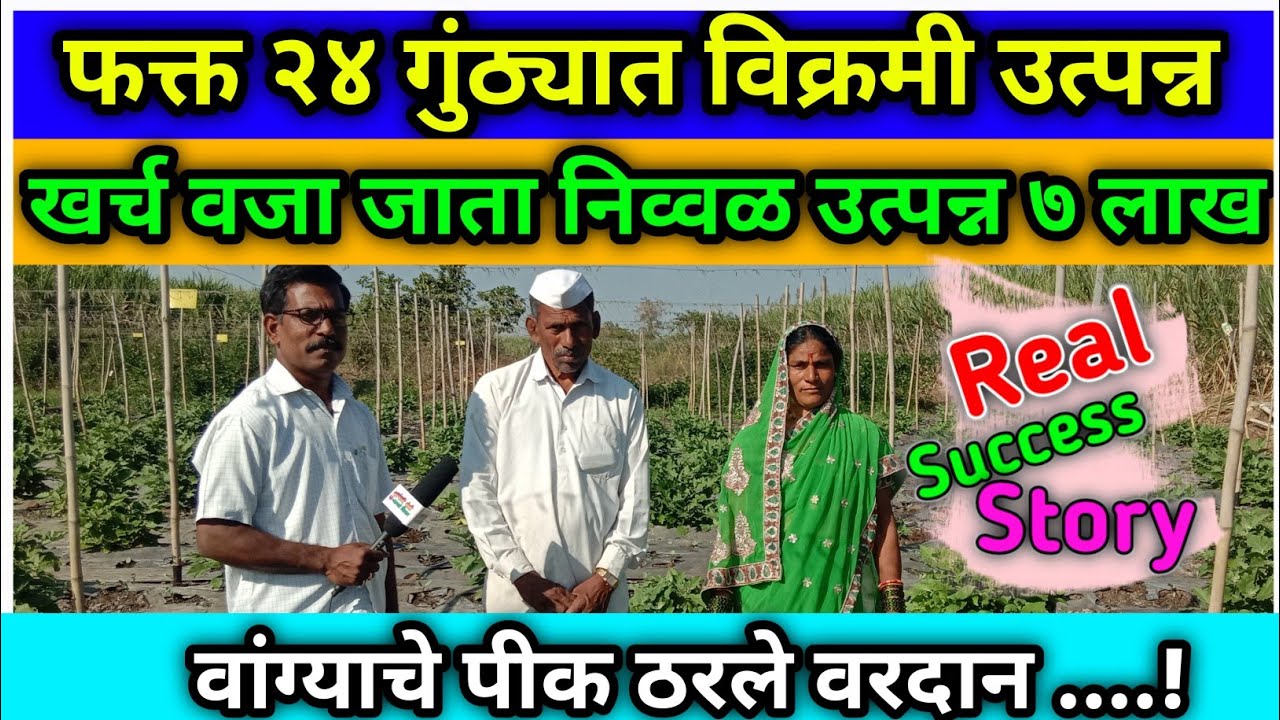 २४ गुंठे वांगी पिकातून मिळवले ७ लाख रुपये | शेतकऱ्याच्या तोंडूनच ऐका आणि सत्यता पडताळणी करा | Wangi