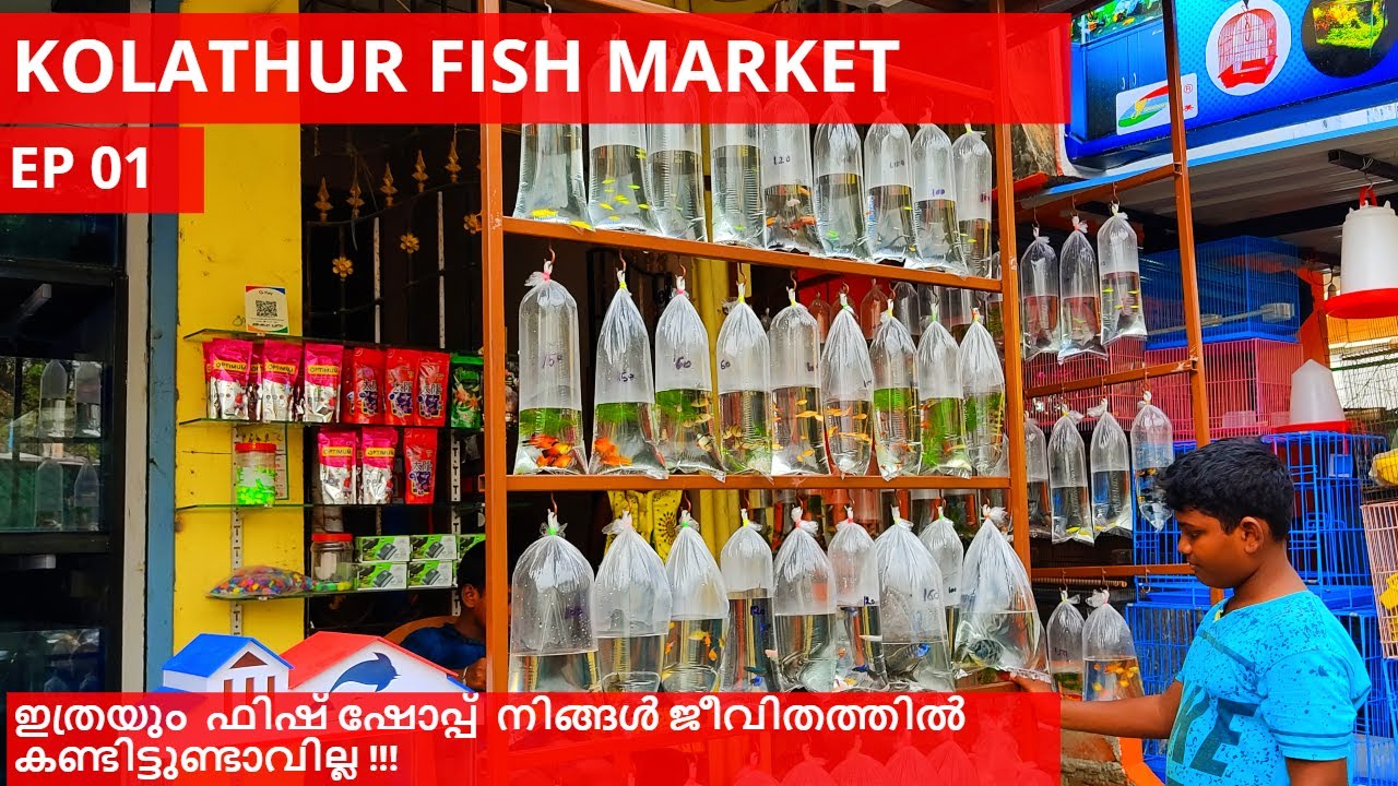 Chennai Kolathur fish market EP 01 evening walk malayalam tamil chennai vivek