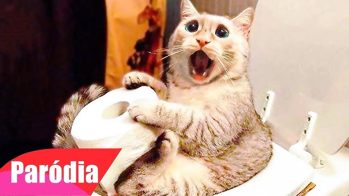 Gatos falando em português e inglês tente não rir! . . . . #gatosengr