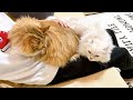 猫が膝から降りるまで終われません！