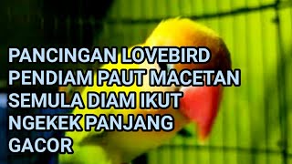 Suara Burung Lovebird Apapun Lovebird Milikmu Pasti Ikut Nyaut Gacor Ngekek Panjang