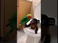 Funny Moments of parrot with monkey. #TalkingParrot #CuteAnimals #parrot #parrotlover #parrotlife