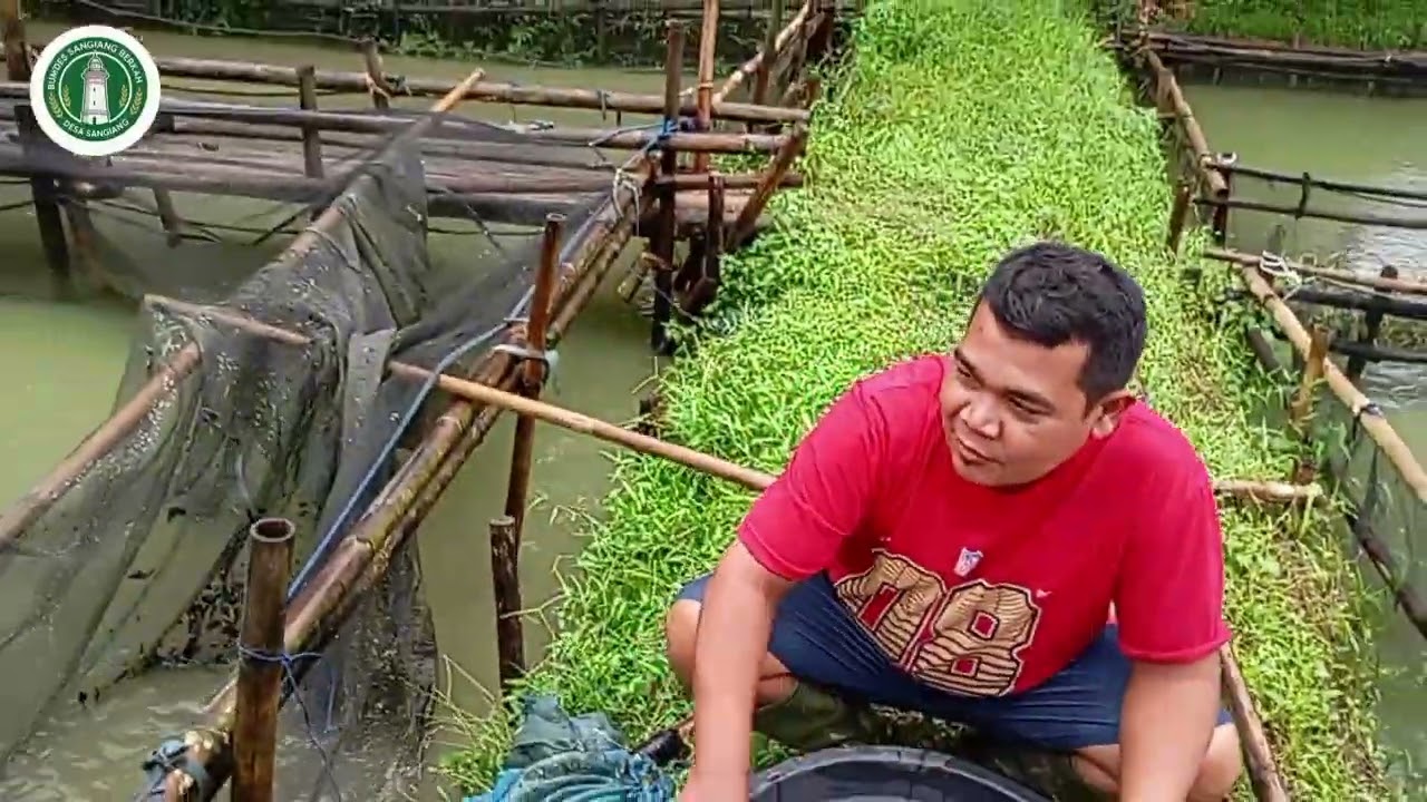 PENYORTILAN IKAN LELE BERSAMA BUMDES SANGIANG BERKAH