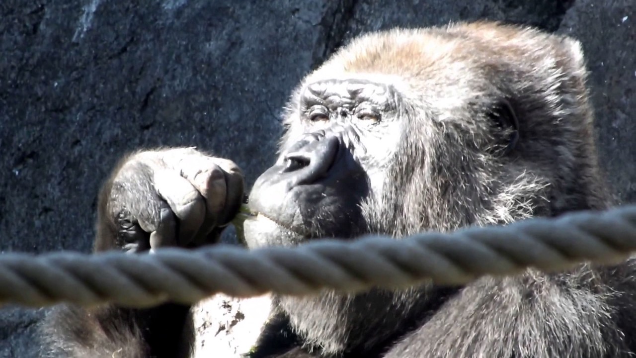 Female gorilla "Laura" at Chiba zoological park.千葉市動物公園の雌ゴリラ”ローラ