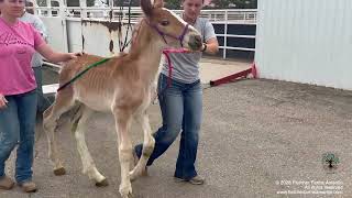 We Never Expected This in the 5 Years of Rescuing Horses. Foals, Loss, New Rescues & an Orphan Foal