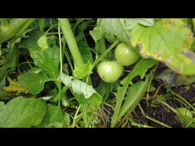 Cherry-Tomaten Anfang Juli: Sind viele Blüten schon ein gutes Zeichen?