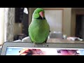How to Calm an Indian Ringneck Parrot Down