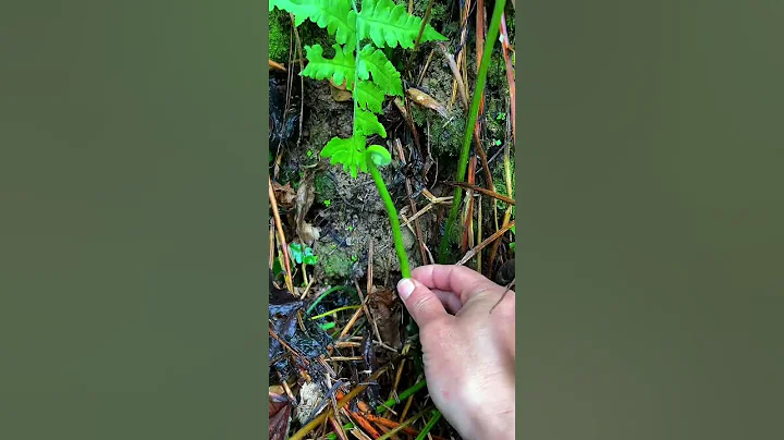 又到了吃野菜的季节了，山里到处都是蕨菜。 - 天天要闻