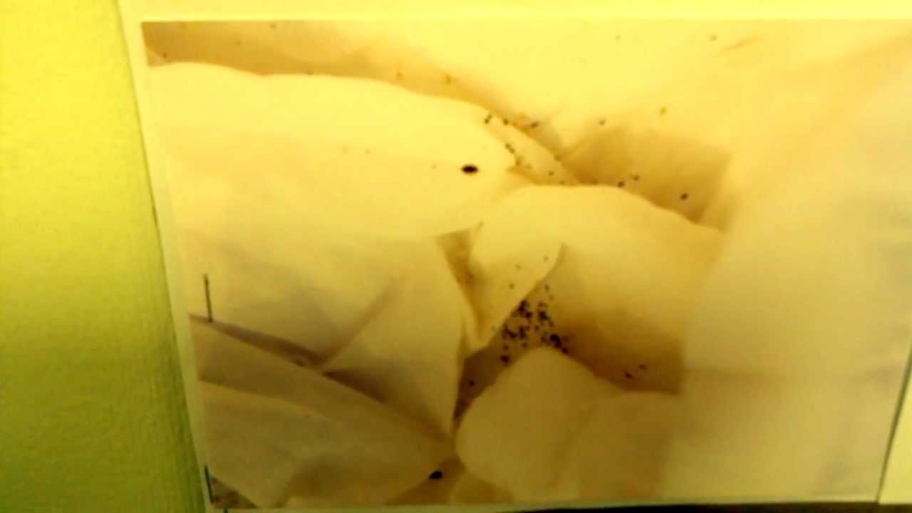 BED BUG INFESTATION - YouTube