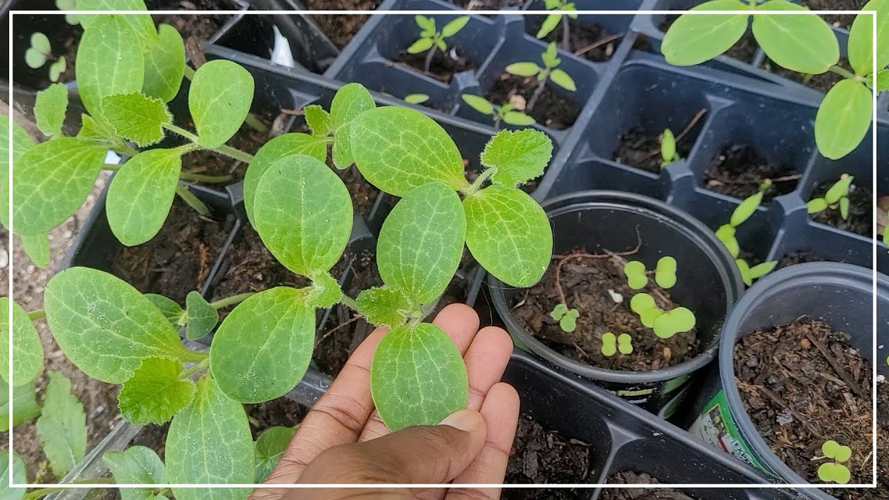 WHAT TO PLANT IN MARCH Seedlings and Seeds TO PLANT FOR YOUR GARDEN