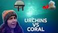 The Intriguing World of Sea Urchins ile ilgili video