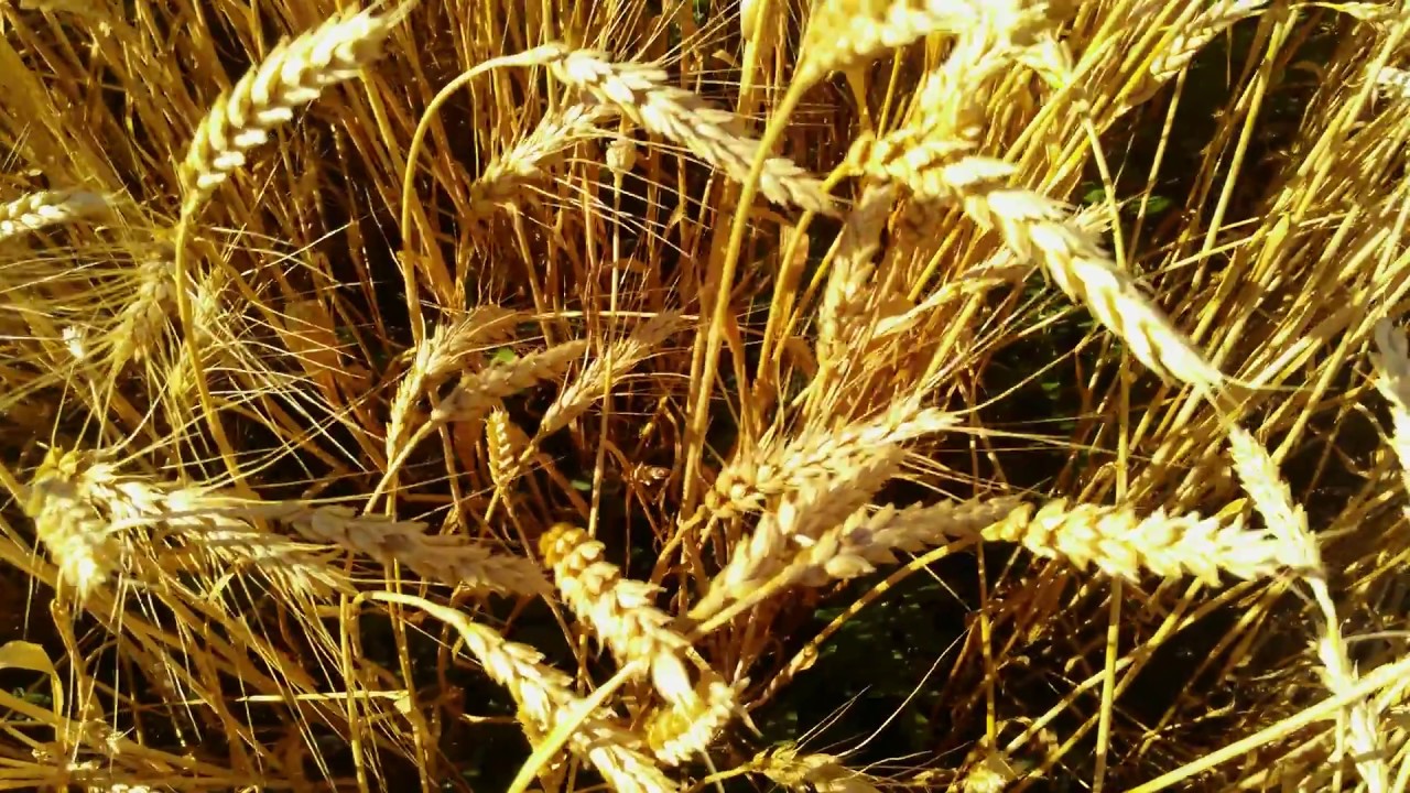 В тишине полей наливаются золотом колосья. Спелая пшеница. Гигантское поле пшеницы. Цвет спелой пшеницы. Футаж колоски.