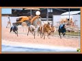 Naples Fort Myers Greyhound Racing & Poker ( Florida USA ) / Brasspineapple Productions