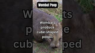 This Animal Poops Cubes!