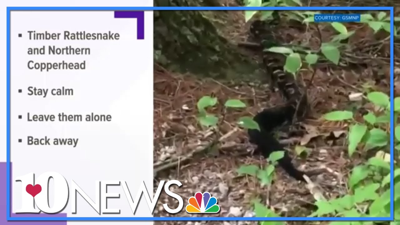 Timber Rattlesnakes Spotted Slithering In The Smokies