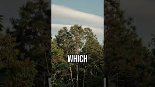 Sky trick revealed #science #climate #trees