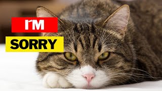 Signs Your Cat is Apologizing To You (Don´t Ignore)