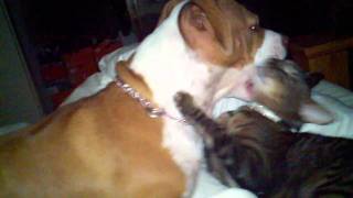 F3 Savannahenzo Makes Out With Pitbullkitana.