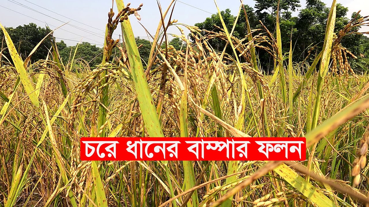 চরে ধানের বাম্পার ফলন | Rice Cultivation in bangladesh | Y Bee - YouTube