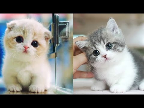 so cute kittens😻videos 2024 compilation#10 |vm animal