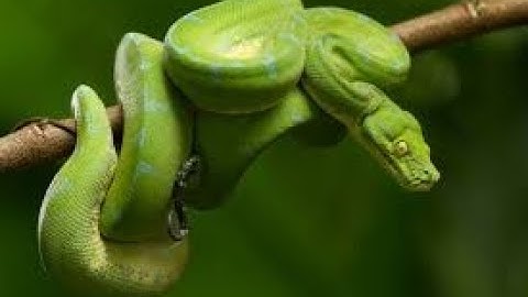 Como saber cual es la versión de Python que tienes instalado en la pc