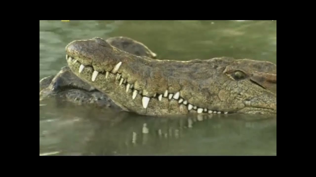 Crocodiles mating and hatchlings