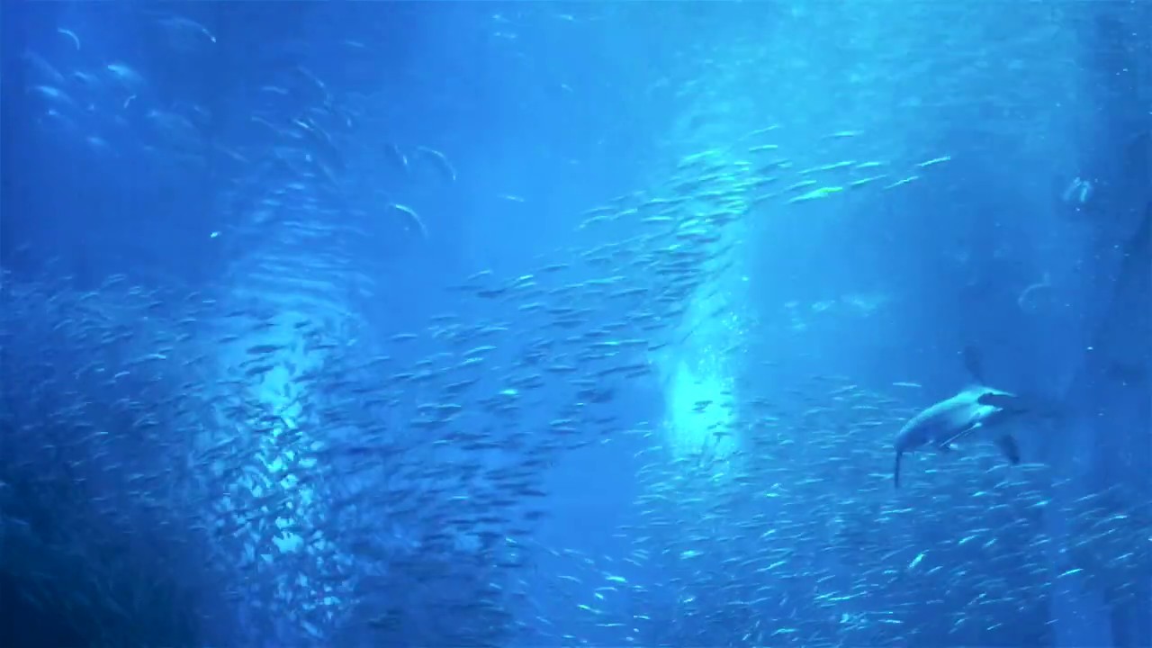 Join Now Reasons | Best Comp Plan Lifestyle Bonus Incentives | Loyalty Brand 