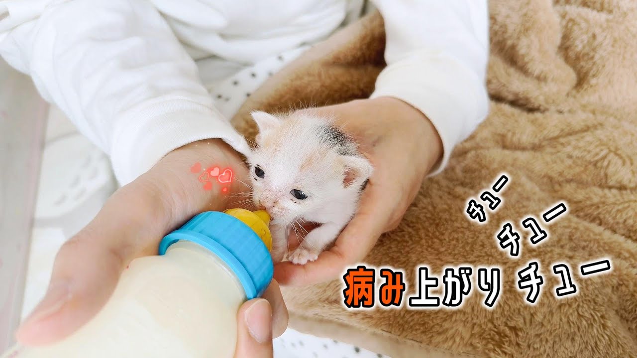 子猫の病み上がりミルク。そんなカッコでよく寝れる寝がかわいすぎる＆くま散歩付き【保護猫生活4日目】